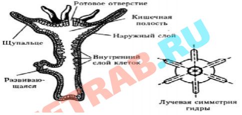 Кракен даркнет зеркало пв